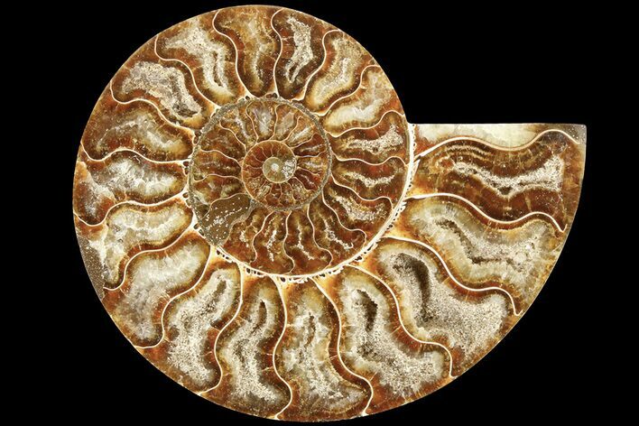 Cut & Polished Ammonite Fossil (Half) - Madagascar #184127